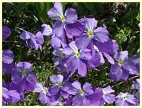 Blumen am Col d'Allos