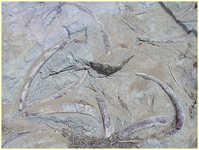 Fossilien Vallée des Sirènes