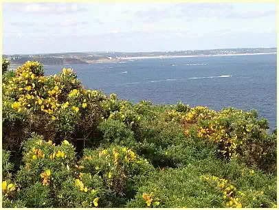 Stechginster am Cap Fréhel - Blick auf die Côte de Penthièvre