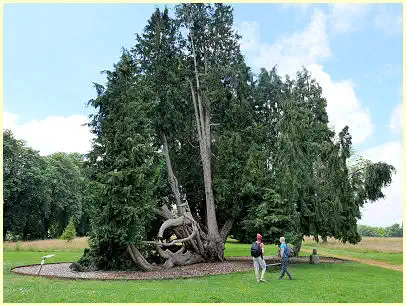 Lawsons Scheinzypresse Château de Combourg