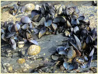 Muscheln am Strand Lam Saoz