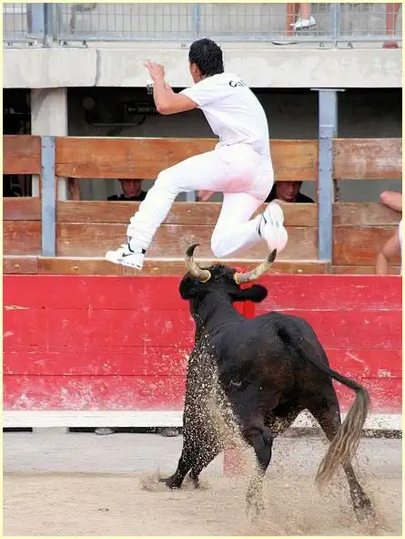 Stierkampf - Course Camarguaise