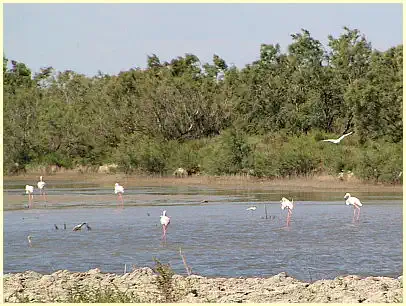 Naturpark Camargue - Rosaflamingos