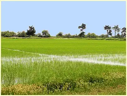 Camargue - Reisanbau