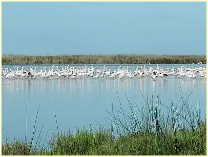 Naturpark Camargue - Rosaflamingos im See Étang de Vaccarès