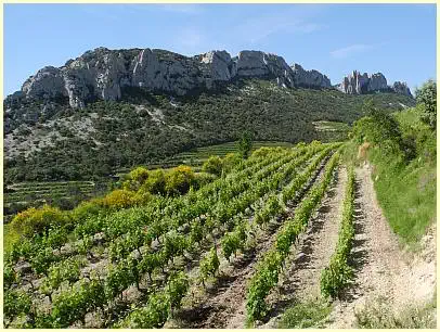 Wanderweg Domaine Fenouillet - Dentelles de Montmirail