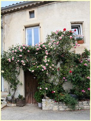 Grignan - blühende Rosen an einer Hausfassade